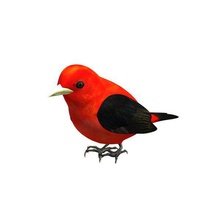 pássaro v1 scarlet tiê-sangue do sexo masculino pessoas printable lowpoly 3d print model - Mito3D