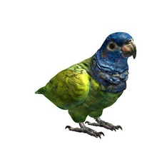 bird v1 blue headed parrot animals printable lowpoly 3d print model - Mito3D