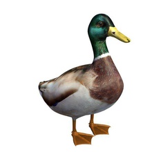 bird v1 mallard duck male animals printable lowpoly 3d print model - Mito3D