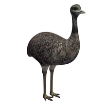 bird v2 australian emu animals printable lowpoly 3d print model - Mito3D