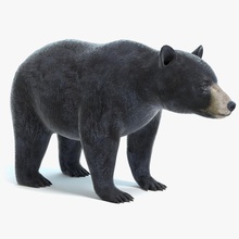 black bear abramsdesign animal beast big creatures game grizzly hunter kodiak land lower mammal model mountain nature poly ready real time wildlife zoo 3d print model - Mito3D