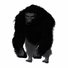 gorilla nero hipoly africa animale ape bestia grande scimpanzé gigante re kong terra di pianura fortunato cacciatore 2008 mammifero modello la scimmia monster primate savannah silverback western 3d print model - Mito3D