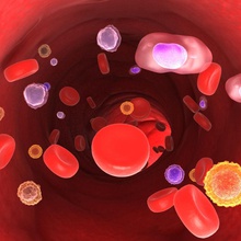 les cellules du sang l'anatomie artères de la biologie corps cellule caractère médecin des érythrocytes l'exposant graphiques haematids l'hôpital l'homme médicaux médecine modèle l'organisme rouge science flux données chirurgie veine 3d print model - Mito3D