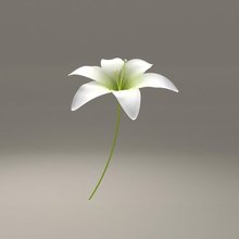blooming lily flower animation beautiful bloom closed decorative foliage lilly maya model open pink plant pretty red white yucelyilmaz 3d print model - Mito3D