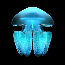 blubber jellyfish - 3d animal blue deep fish gabrielli glow jelly max medusa model ocean ray realistic sea squid tentacle water 3d print model - Mito3D