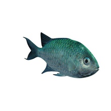 bluegreen recife chromis v2 reef peixe aquáticos vida printable lowpoly peixes a aquática 3d print model - Mito3D