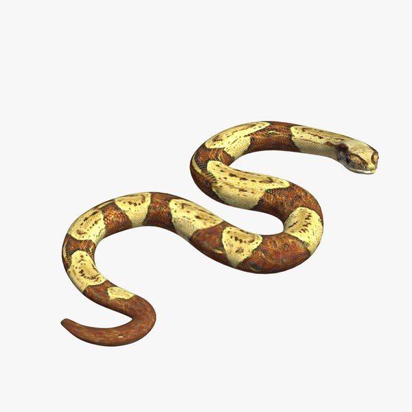 boaconstrictor v04 boa jiboia animais printable lowpoly 3D print model - Mito3D