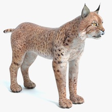 bobcat abramsdesign american animal big bob cat eurasian feline game leopard lower lynx mammal model panther pbr poly ready real spotted tiger time zoo 3d print model - Mito3D