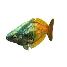 boesemani rainbow v1 fish aquatic life printable lowpoly 3d print model - Mito3D
