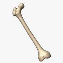 bone femur 3ds anatomy biology body character dae distal dxf epicondyle fbx human iolus legs lightwave lwo medial model obj proximal skeleton thigh 3d print model - Mito3D