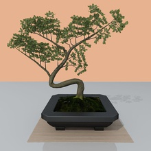 albero bonsai il legno di bosso la decorazione etsale fiore verde interni giappone paesaggio modello orientale pianta piccola 3d print model - Mito3D