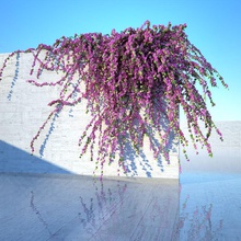 bouganville cherkius la salita scalatore strisciante fiore fogliame verde appeso ivy modello all'aperto pianta pot rosa arbusti albero vitigno 3d print model - Mito3D