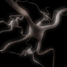 Gehirn-Zellen Anatomie Gehirn Zelle central cortex Elektron Impuls Informationen Modell nervös neuro Wissenschaft system virez 3d print model - Mito3D