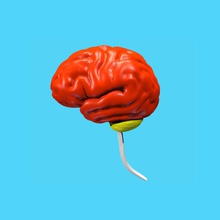 beyin renkli insan anatomi vücut serebral karakter renk korteks encephalon gri gyrus yanal limbik önemli değil tıbbi model yeri organ bilim kök sulkus sistem talamus unjosnav 3d print model - Mito3D