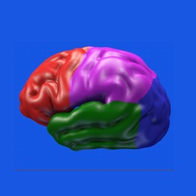 el cerebro de color la anatomía cuerpo cerebros carácter humanos médica modelo ciencia stuart7 3d print model - Mito3D