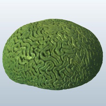 brain coral v1 Gehirn Fisch aquatic Leben bedruckbar ist lowpoly Wasserorganismen 3d print model - Mito3D