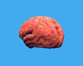 das menschliche Gehirn Anatomie Biologie Körper Kleinhirn Großhirn Charakter Schnur Grau Kopf Mensch intern egal die medizinische Modell Nerv nervös Organe Wissenschaft sistem spinal stuart7 synapse system 3d print model - Mito3D