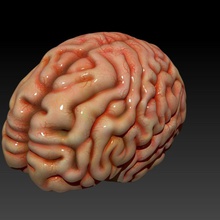 brain anatomy archii body brains character human model 3d print model - Mito3D