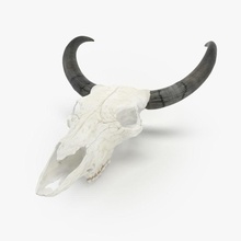 bull skull 3d 3dsmax animal bone dead death divid head horn hunt material model sculpt sergey trophy vray 3d print model - Mito3D