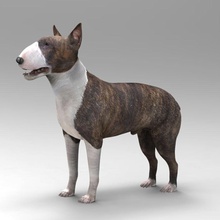 bull terrier 3d gezgin hayvan boxer köpek karakter cheetah3d dachshund Doberman oyun ev labrador memeli model traş rottweiler 3d print model - Mito3D