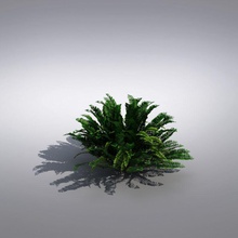 bush plant Amerika die Büsche - Umgebungen Blume francisco grün Landschaft Lavendel Modell Natur pflanze realistisch sind san Straße Baum usa vizmode 3d print model - Mito3D