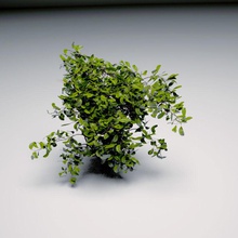 bush 3dsmax bark çalılar detay fbx çiçek bahçe yeşil yaprak model n bitki tarama çizgi küçük studios ağaç vizi V-ray'in 3d print model - Mito3D