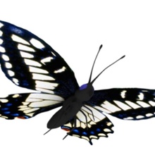 Schmetterling adam Tier blackburn bug butter Charakter clip Farbe bunte Fliegen Insekten Karte klein Flügel 3d print model - Mito3D