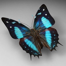 9 kelebek 3d gezgin Afrika hayvan hata popo toplama elemanları uçuş çiçek oyun ev böcekler orman model sokak kanat ahşap 3d print model - Mito3D