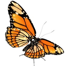 butterfly monarch Tier bak3d Käfer bug buterfly Schmetterling Fliegen gras grasshoper Insekten makro Natur royal 3d print model - Mito3D