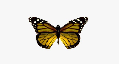 Schmetterling Tier Wald Insekten markaust 3d print model - Mito3D