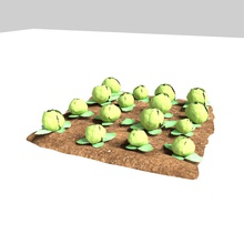 repolho 3 estágios de crescimento blenderblock farm alimentos crescente alface modelo planta muda pequena palco vegetais 3d print model - Mito3D