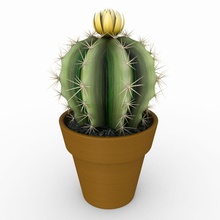 los cactus 3ds aeche arbustos desierto exóticos fbx de la flor max modelo obj planta scanline pequeño suculentas suculent árbol tropical vray las yucas 3d print model - Mito3D