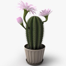 kaktüs bloom çiçeği patladı bur burr dddrawww dekorasyon effloresce çiçek model bitki pot küçük 3d print model - Mito3D