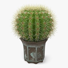 cactus cactaceae désert de la fleur jardin vert maison plante d'intérieur l'intérieur mexique modèle les aiguilles nicemodels le peyotl l'usine pot réaliste petite l'ouest 3d print model - Mito3D