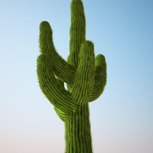 cacto saguaro arizona arbustos cactus califórnia cowboy deserto flor floresta o verde indiana lanfir111 modelo agulhas oasisusa peiote planta pequena solo sudoeste árvore ocidental 3d print model - Mito3D