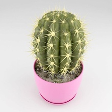 cactus succulents desert flower model needles plant pot rock root small soil succulent vgvladimir 3d print model - Mito3D