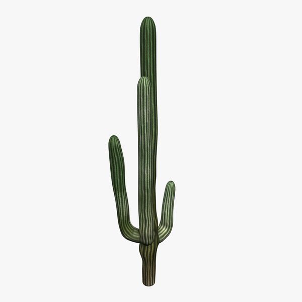 cactus v1 los plantas la vida silvestre imprimible lowpoly las de fauna 3D print model - Mito3D