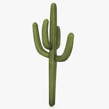 cactus abramsdesign désert paysage de modèle la nature l'usine sagauro dopés à l'ouest 3d print model - Mito3D