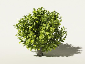 camellia sinensis tea tree bushes design drinking exterior field flower food forest garden grass landscape lanfir111 leaf model mountain nature plant shrubs small trunk 3d print model - Mito3D