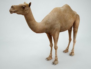 camel africa animal arabia arabian camelus desert dromedary east egypt horse mammal middle model shprott 3d print model - Mito3D