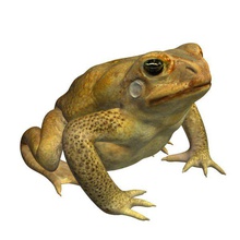 canetoad v1 cane Kröte Tiere bedruckbar ist lowpoly 3d print model - Mito3D