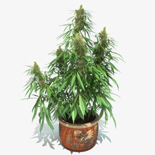 a cannabis sativa, planta de casa 3dhedgehog buda medicamentos grama hash haxixe o cânhamo erva jane kief maconha mary mj modelo pepita pote sativa pequena ervas daninhas 3d print model - Mito3D