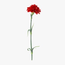 garofano - unico in piedi botanico bouqet bouquet flora fiore regalo pianta d'appartamento modello la singolo stand studios tornado di san valentino matrimonio 3d print model - Mito3D