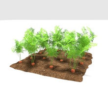 Karotte 3 Entwicklungsstadien blenderblock die farm Essen wächst Wachstum Modell pflanze klein Bühne Gemüse 3d print model - Mito3D