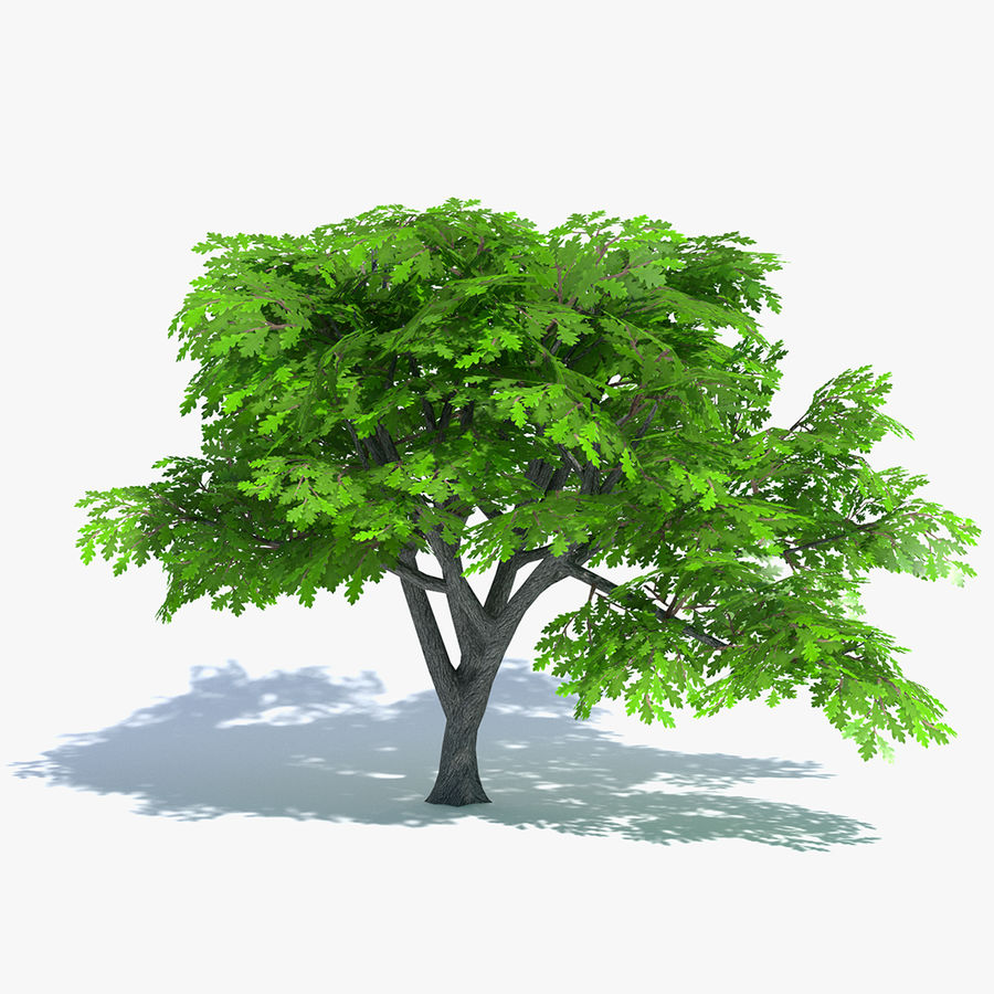 cartoon oak tree abramsdesign big dead deciduous foliage forest game green lower model nature plant poly ready real summer tall time toon vegetation 3D print model - Mito3D