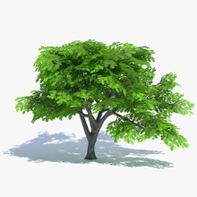 cartoon oak tree abramsdesign big dead deciduous foliage forest game green lower model nature plant poly ready real summer tall time toon vegetation 3d print model - Mito3D