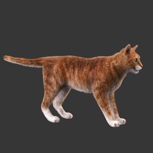 cat red rigged animal black character dog feline fur haircut kitty leopard lion mackerel maya model orange pis88 puppy rig shave siamese spotted tabby tiger 3d print model - Mito3D