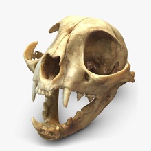 cat skull scan anatomy ancient animal body bone character cranium death feline fossil head human jaws mammal model shiva3d teeth wild 3d print model - Mito3D