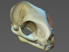 cat skull anatomy animal bone feline head kitty mammal medical model museum realistic science skeleton zhenya85 3d print model - Mito3D