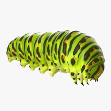 caterpillar 3d molier animal bug butterfly creatures fauna green insects international larva machaon metamorphosis model nature papilio pest swallowtail wild wildlife worm 3d print model - Mito3D